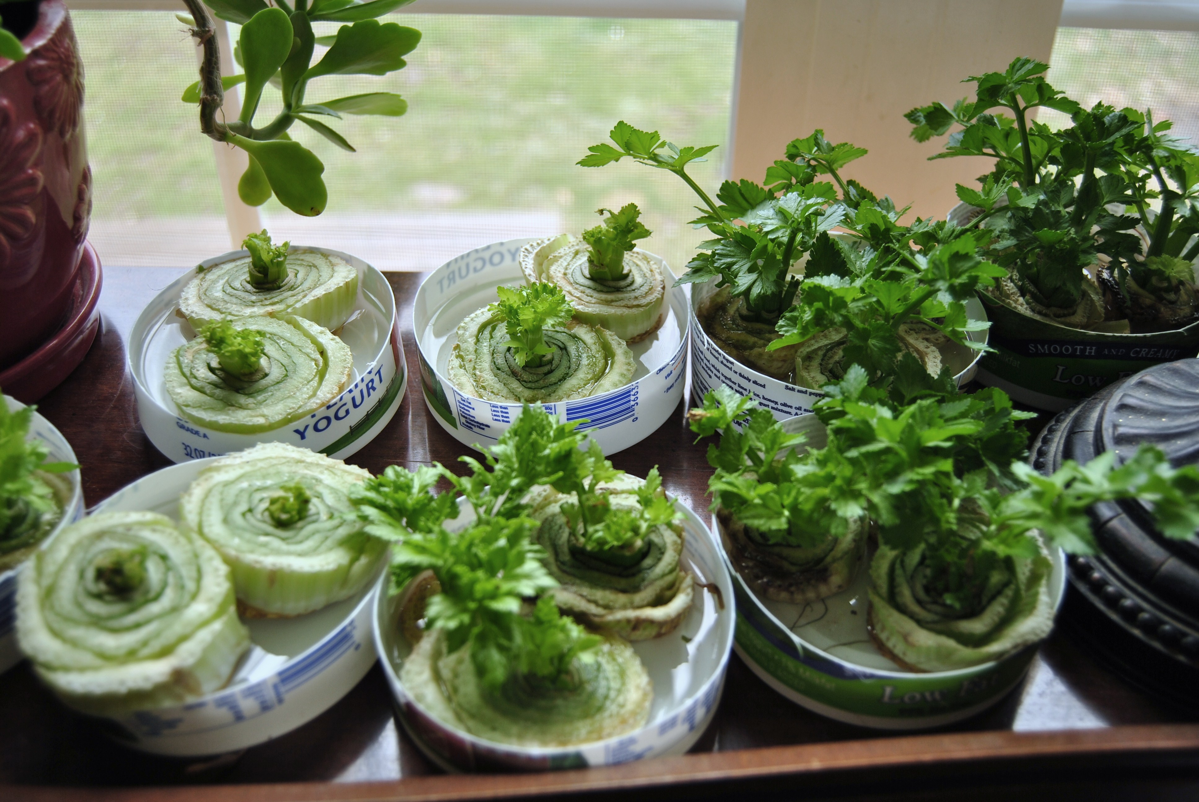 re-growing-celery