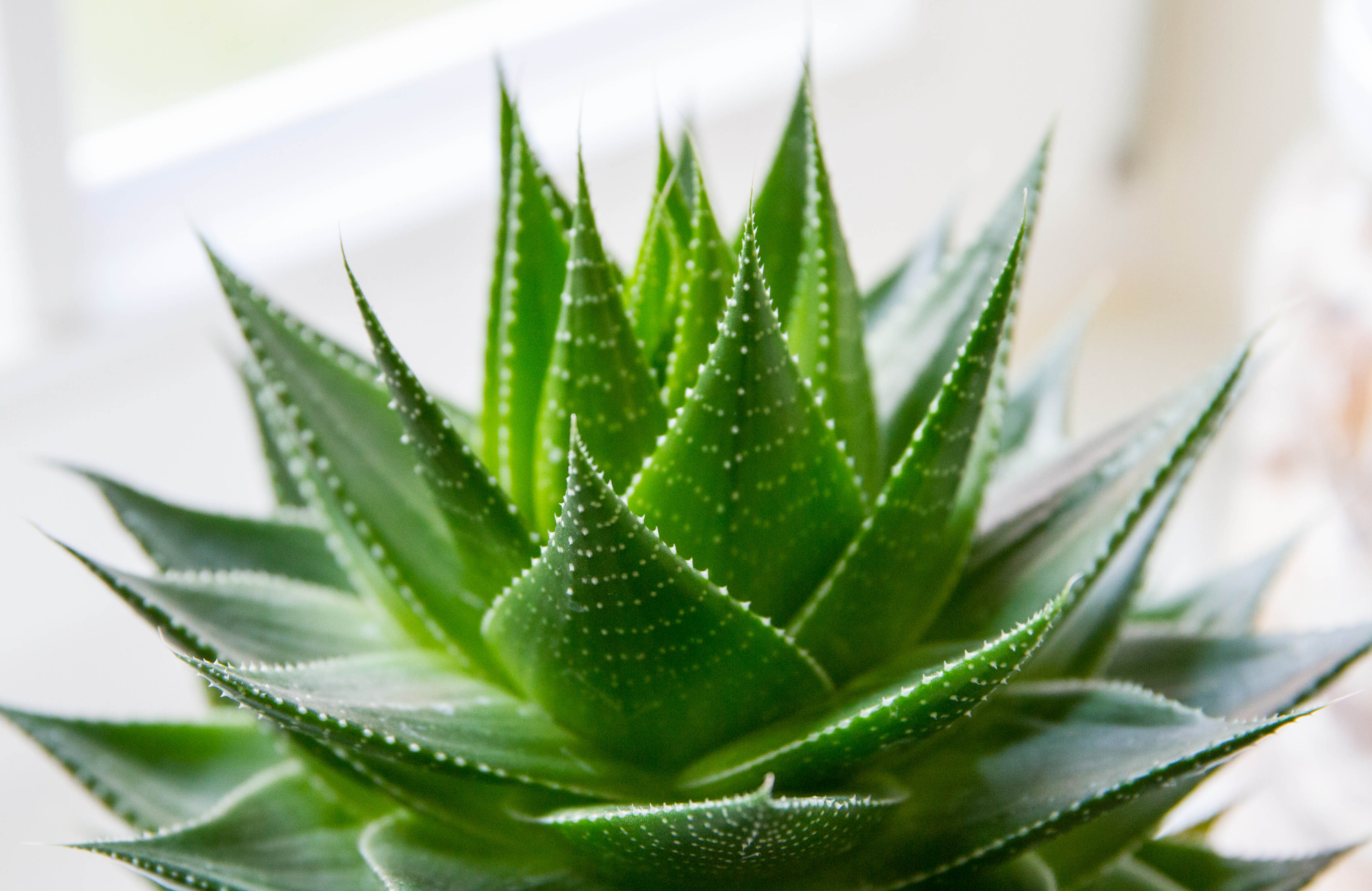 House Plants To Grow In Your Bedroom That Can Dramatically Improve