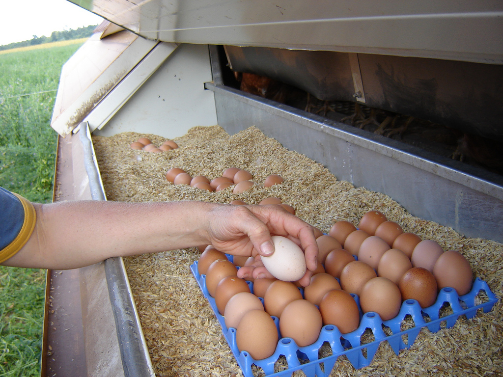 Collecting_eggs_on_an_organic_farm