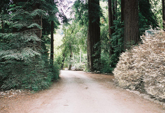 albino-redwood-tree