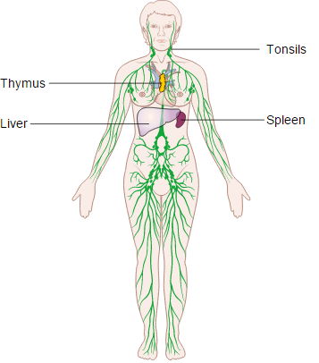 K-001 lymphatic system