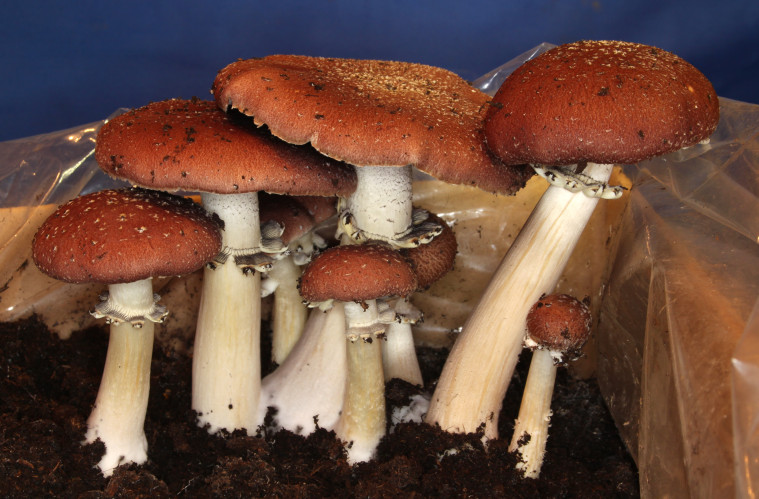 Kulturträuschling_Stropharia_rugosoannulata grow mushrooms