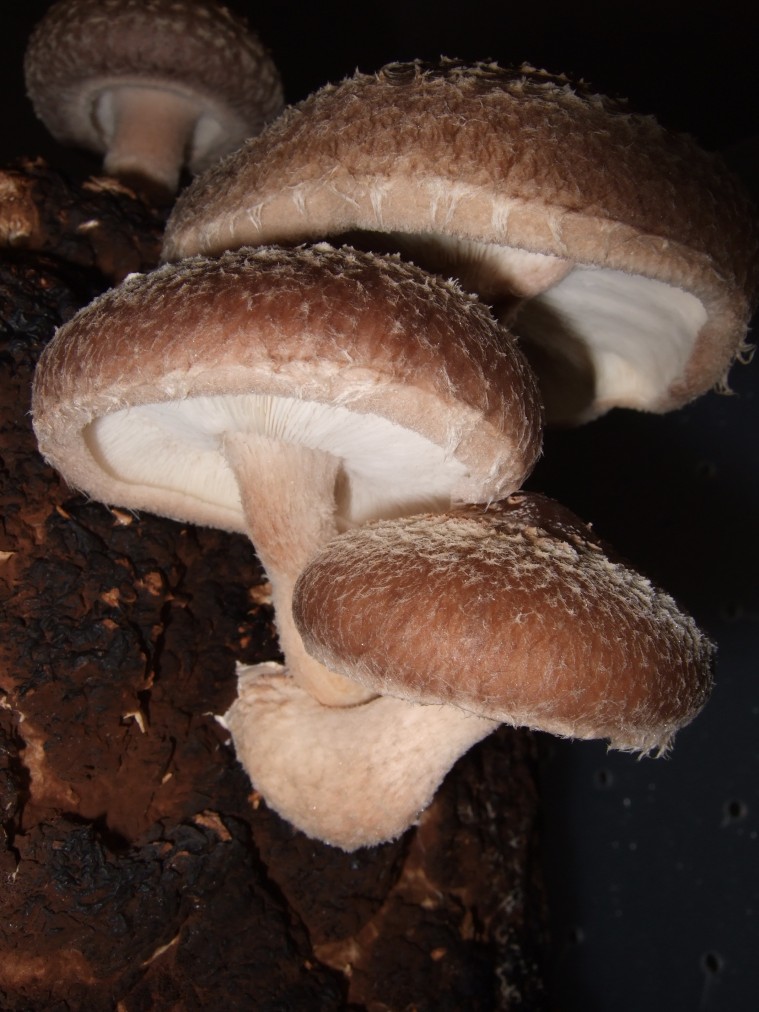 Shiitake grow mushrooms