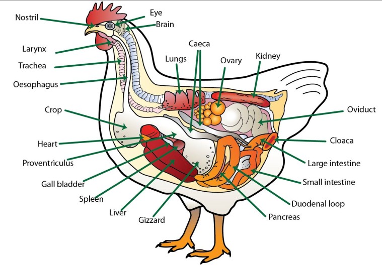 b04bfc43_Anatomy-of-the-chicken-with-text