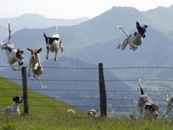 dogs jumping