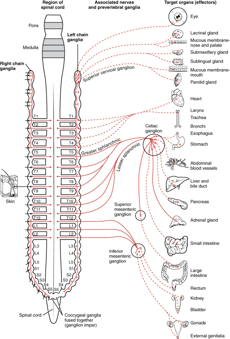 1501_Connections_of_the_Sympathetic_Nervous_System