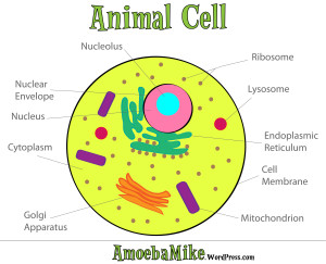cell-animal1 supernutrient xanthohumol