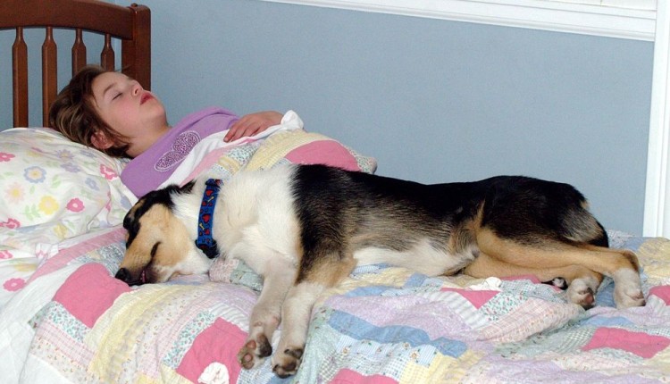 1000px-Girl_asleep_with_her_smooth_Collie