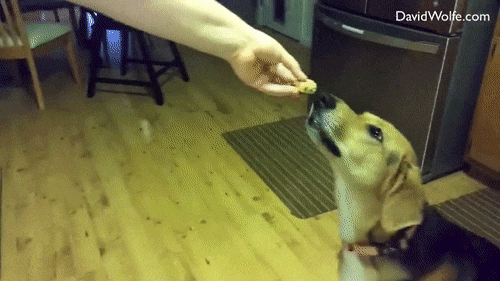 dog treat small