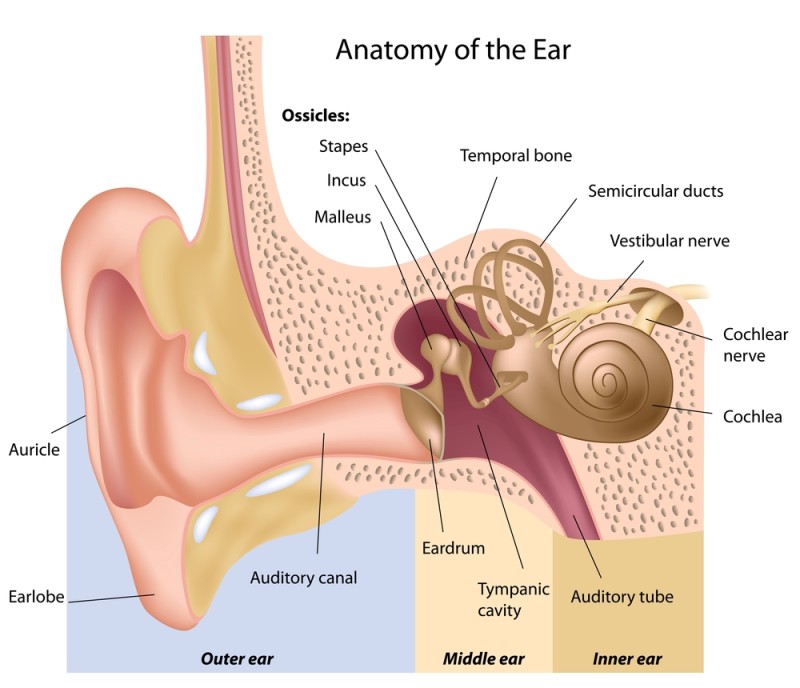 ear