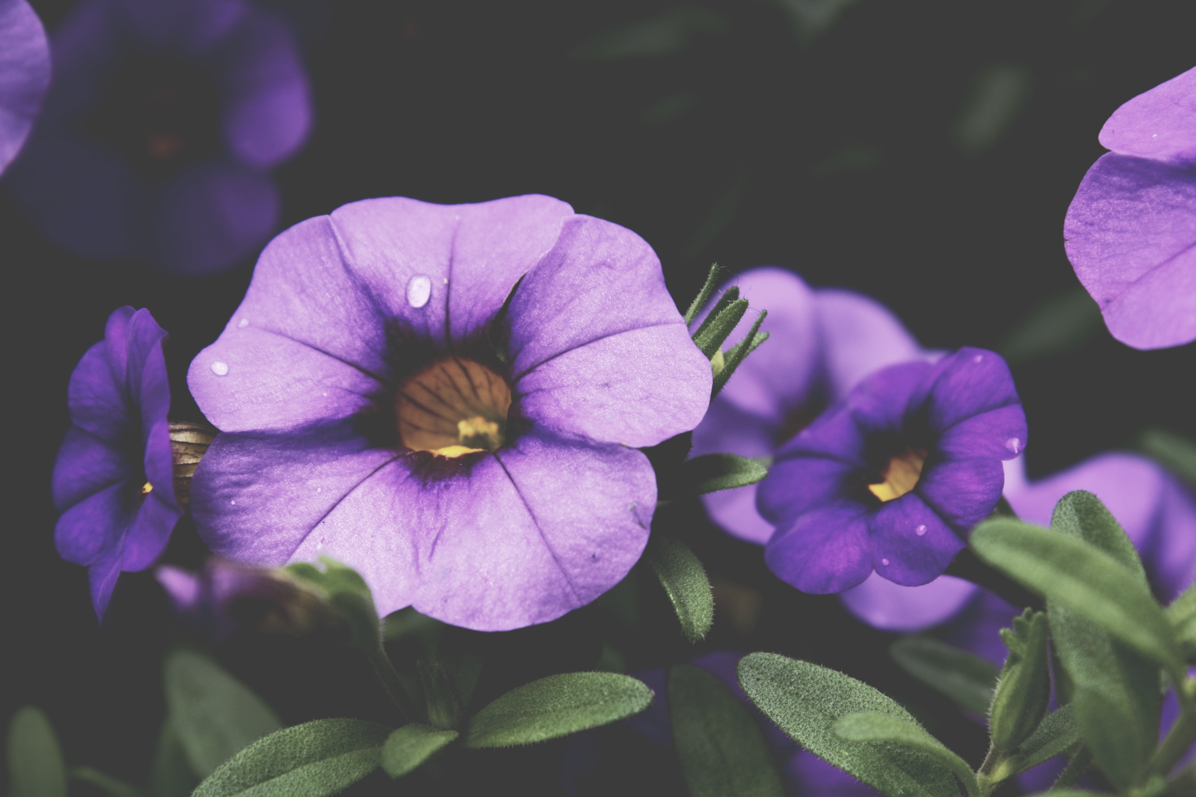 flowers-purple-plant-spring