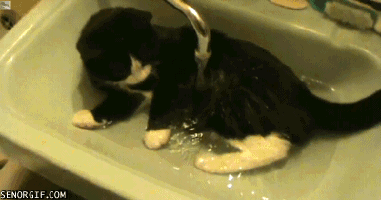 funny-gif-sink-water-cat-bath