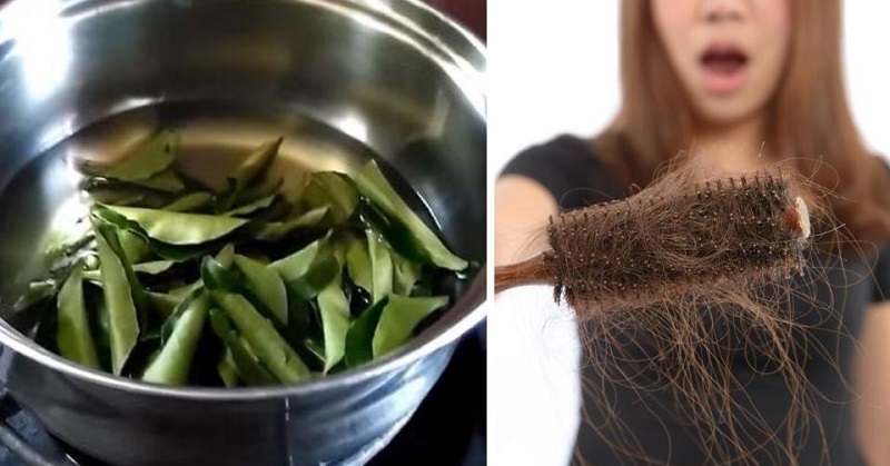 This Curry Leaf Oil Will Stop Hair Loss and Increase Hair Growth! - David  Avocado Wolfe