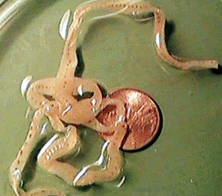 A smaller – but still terrifying – example of the parasite.