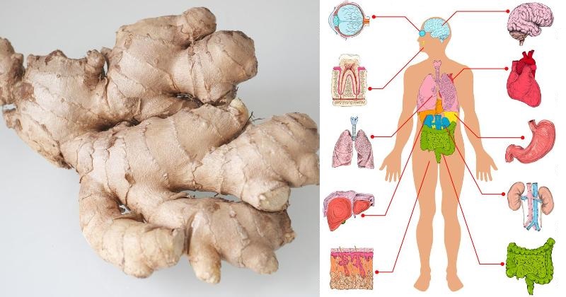 eat ginger every day FI