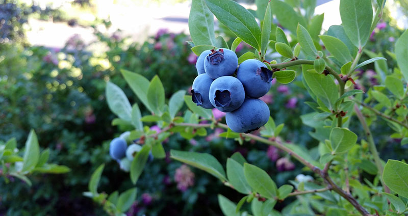blueberries blueberry bush