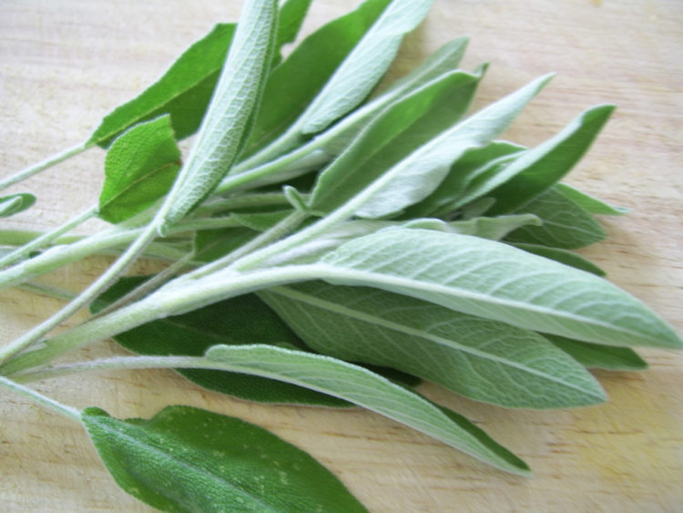 Leaves of the sage plant.