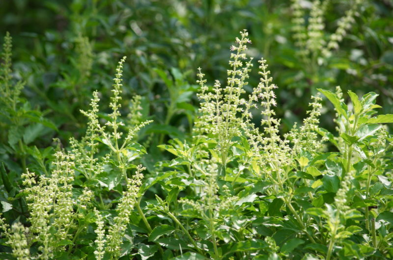 Tulsi one of 9 herbs