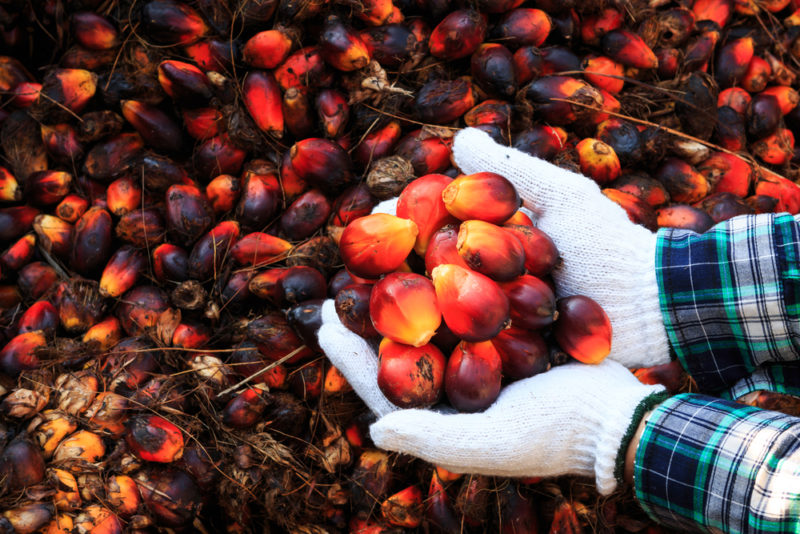 palm oil 2 avoid palm oil