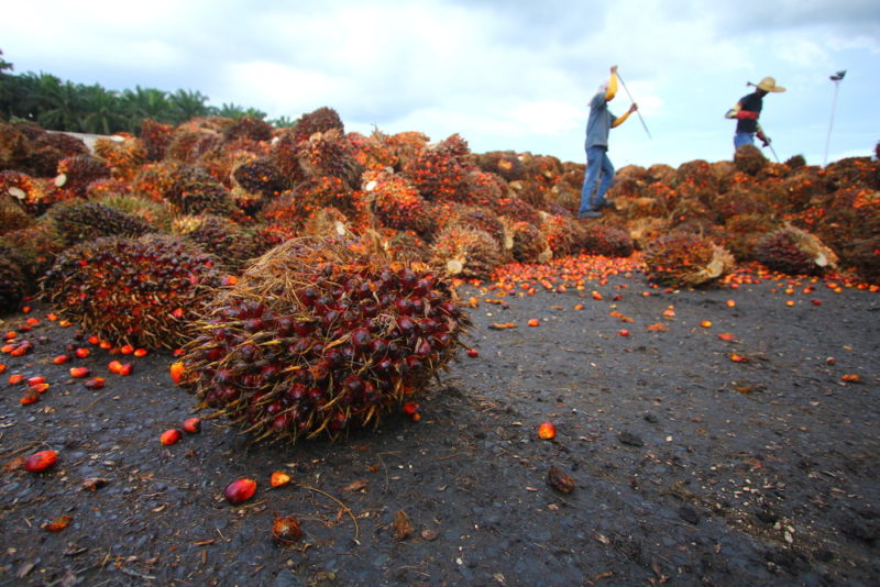 avoid palm oil industry