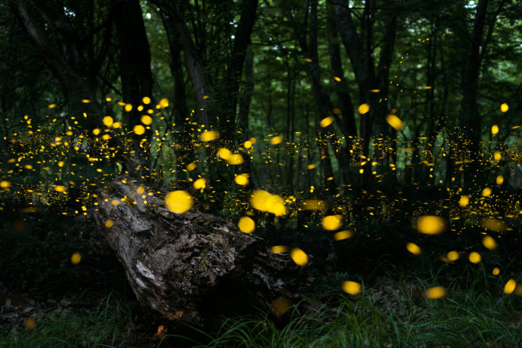 shutterstock_290292860 attract fireflies
