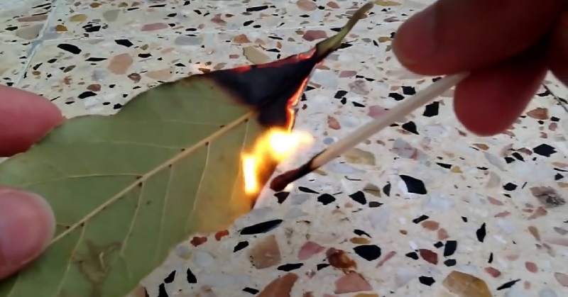 burn bay leaves FI