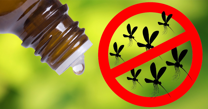 essential-oil-insects-fi