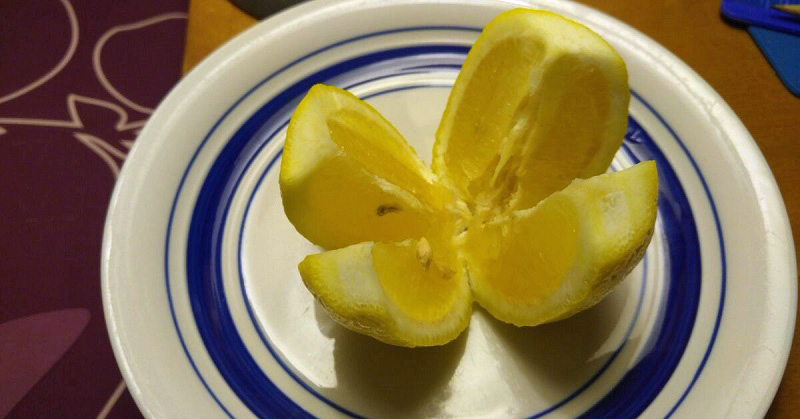 lemon-bed-fi