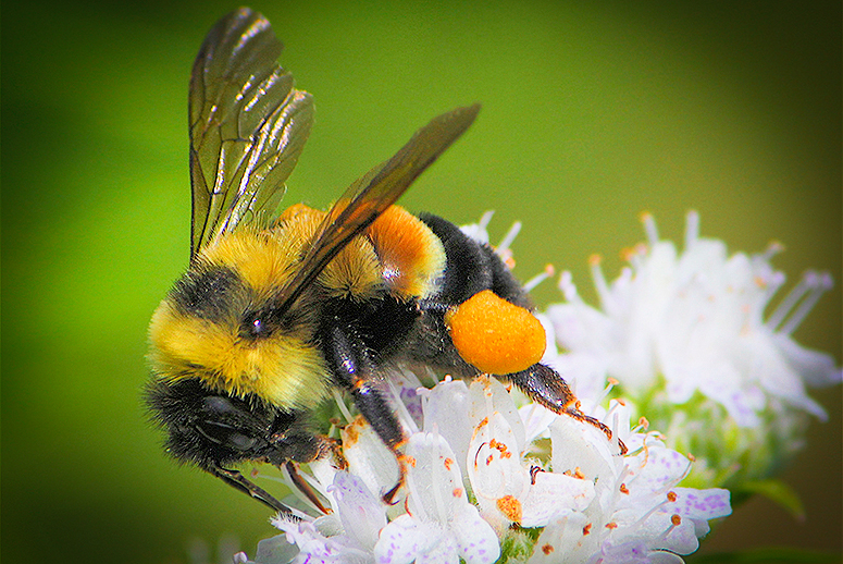 rusty patched bumblebee FI