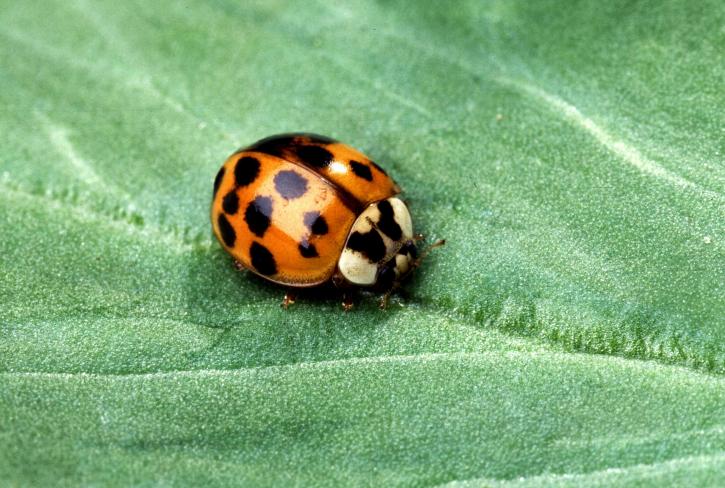 asian-multicolored-lady-beetle-725x488