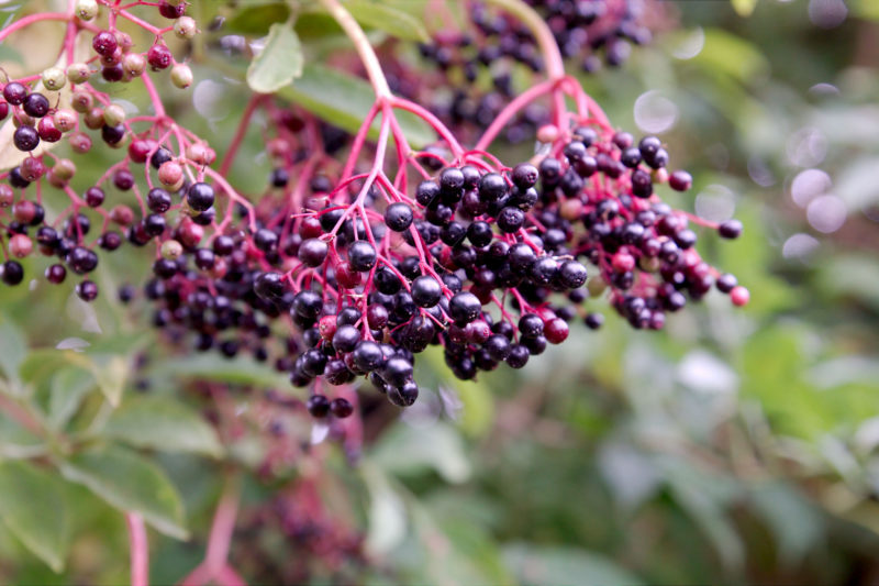 elderberry natural remedies the flu