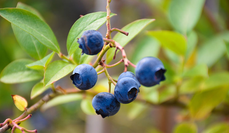 grow blueberries