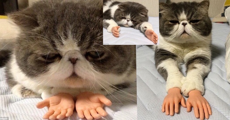 People Can't Get Enough Of This Cat With Hands ...