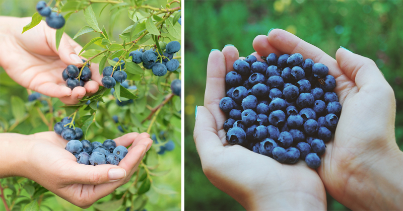 grow blueberries FI