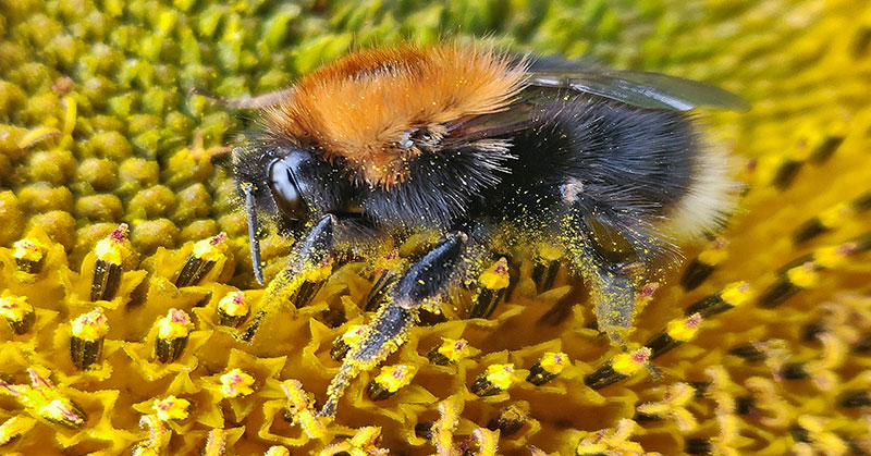 bee pollen beneficial foods