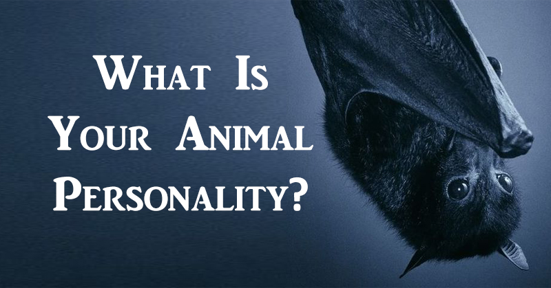 animal personality FI
