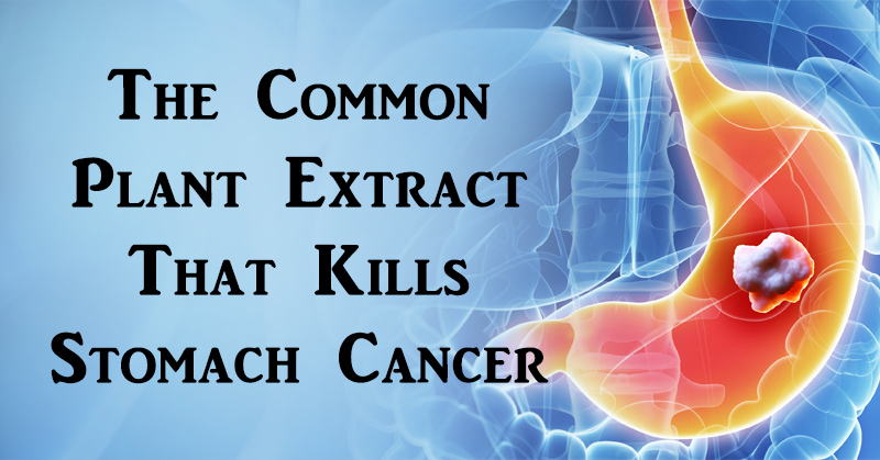 plant stomach cancer FI
