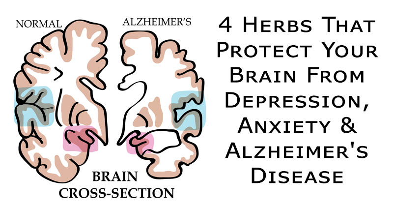 herbs brain FI02