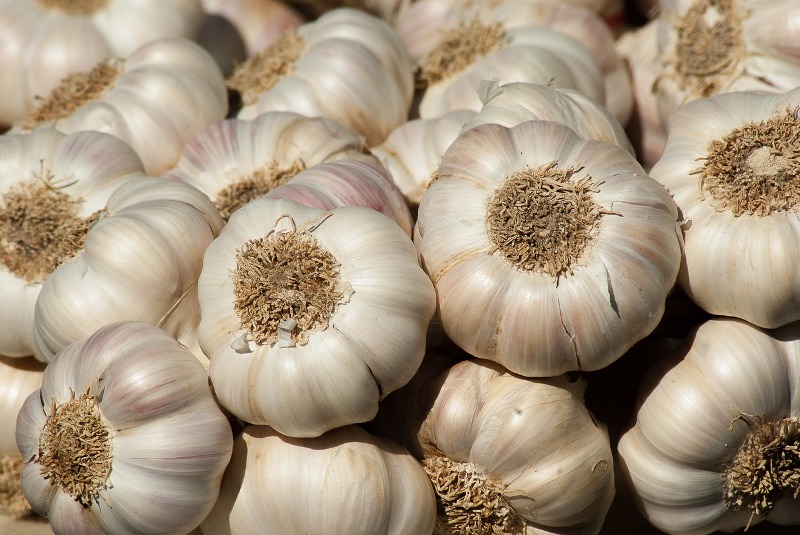 mastitis garlic