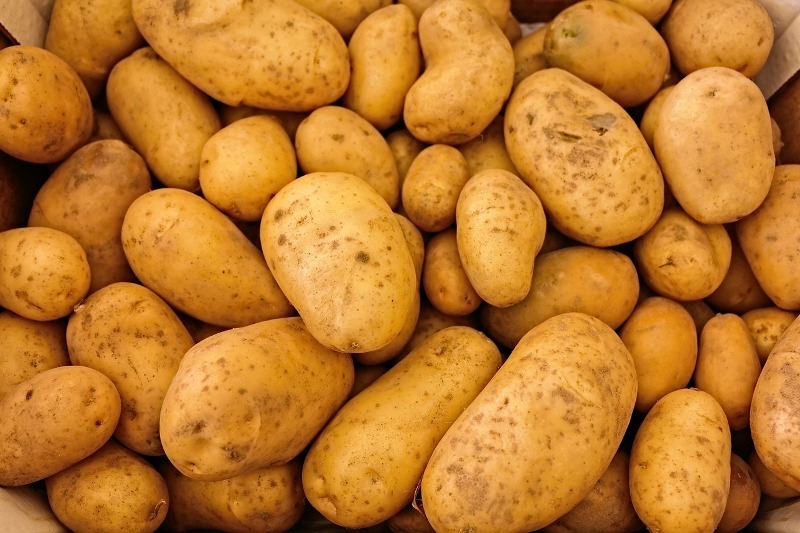 mastitis potato