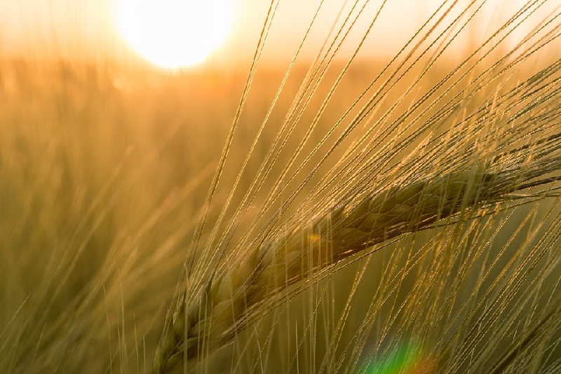 barley health benefits