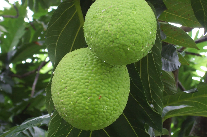 breadfruit health benefits