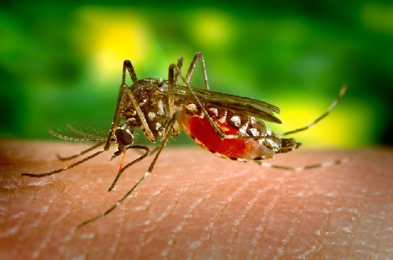 galbanum essential oil repels mosquitoes 