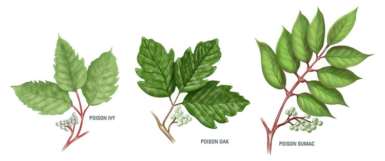 poison oak plant