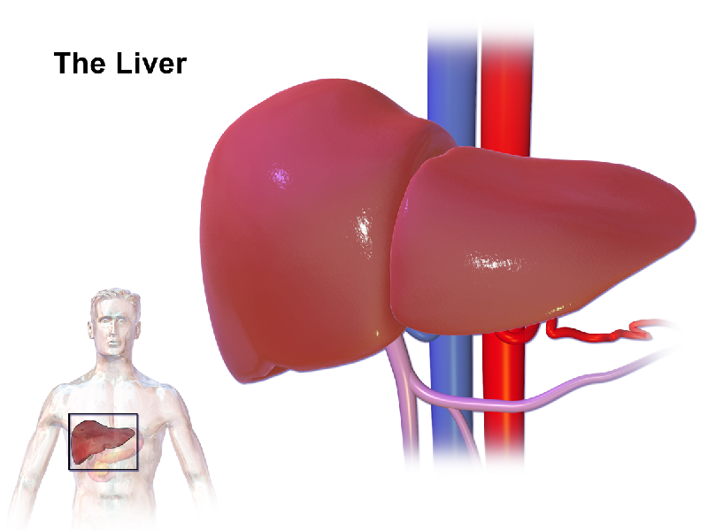 Schizandra fruit health benefits protects liver