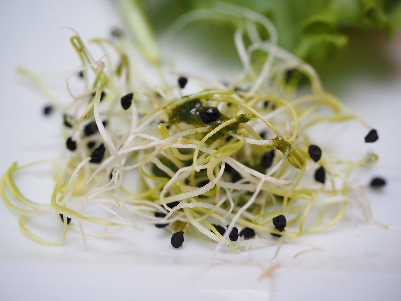 Alfalfa sprouts benefits
