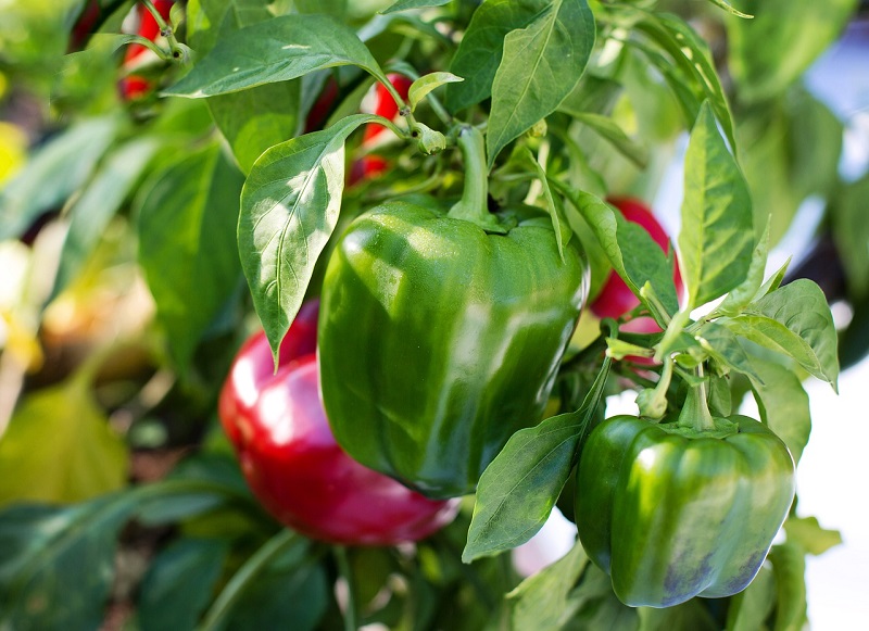 bell pepper health benefits