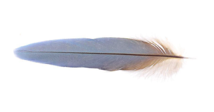 feather 5 personality