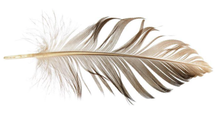 feather 1 personality