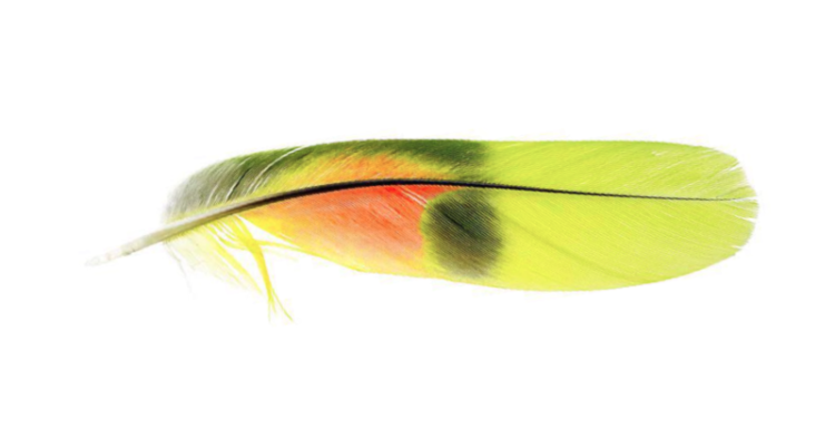 feather 3 personality